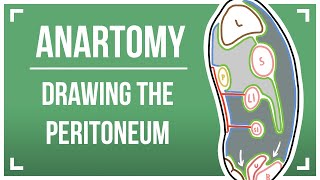 Drawing The Peritoneum [upl. by Anirdnajela]