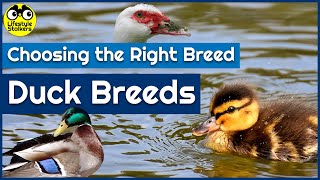 Keeping Ducks  Duck Breeds amp Choosing the Right Breed [upl. by Wilterdink]