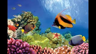 Ocean Habitats Ocean Life Education Primary Curriculum Resource 1 [upl. by Lytton]