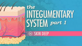 The Integumentary System Part 1  Skin Deep Crash Course Anatomy amp Physiology 6 [upl. by Oeram]