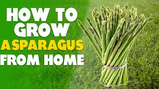 How To Grow Asparagus At Home Step By Step [upl. by Lahey]