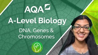 AQA A Level Biology DNA Genes and Chromosomes [upl. by Eeliab953]