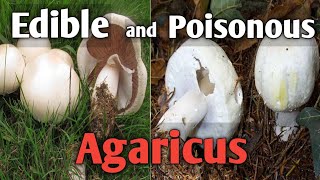 How to tell an edible agaricus mushroom from a poisonous one [upl. by Ime287]