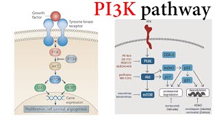 Pi3k Pathway [upl. by Yrelle328]