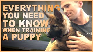 Everything You NEED TO KNOW When Training Your PUPPY [upl. by Wharton]