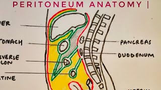 Peritoneum anatomy  med tutorials [upl. by Austin]