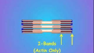 2 Sarcomere Structure [upl. by Downes]