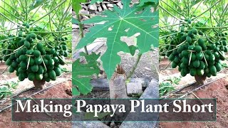 Tips To Make Papaya Plant Bear Fruit in Short [upl. by Sudhir]