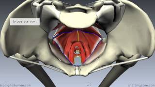 Pelvic Floor Part 1  The Pelvic Diaphragm  3D Anatomy Tutorial [upl. by Briney]