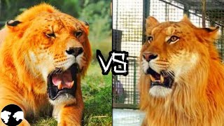 LIGER vs TIGON  Who will win [upl. by Ran]