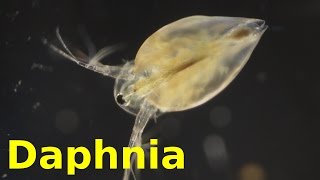 Daphnia [upl. by Hodosh]