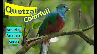 Quetzals 🦜Quetzal facts 🦅 trogon family [upl. by Nelram]