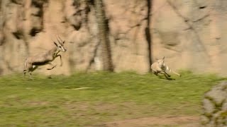 Tiny gazelle leads highspeed chase at zoo [upl. by Oivlis]