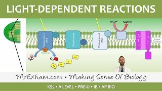 Photosynthesis  Lightdependent Stage  Post 16 Biology A Level PreU IB AP Bio [upl. by Ssor]