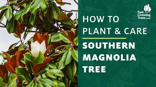 Southern Magnolia Tree  How to Plant amp Care [upl. by Ahcurb]