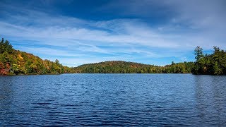 Common Loon Vocalizations – Wail [upl. by Ellennaj785]