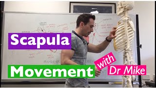 Scapula Movement  Functional Anatomy [upl. by Eiramave]