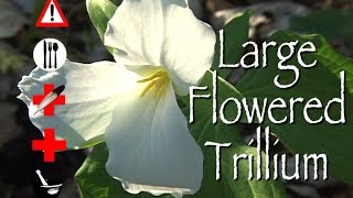 Large Flowered Trillium Edible Medicinal Cautions amp Other Uses [upl. by Caffrey600]