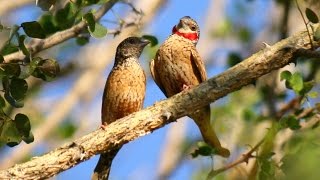 Cut throat Finch Amadina fasciata [upl. by Viddah127]