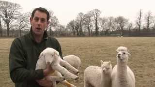 Alpacas protect lambs [upl. by Bonis]