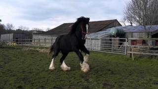 Shire horse turbo [upl. by Charpentier407]