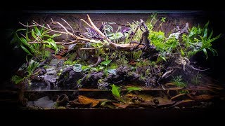 The ULTIMATE FireBellied Toad Paludarium [upl. by Shiroma869]