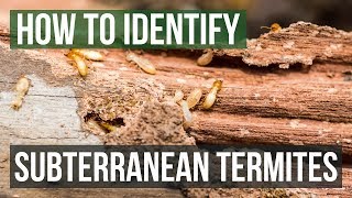 How to Tell If You Have Termites [upl. by Enilarac]