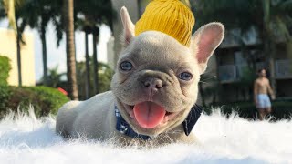 French Bulldog NEED To Know BEFORE Owning [upl. by Kwasi]