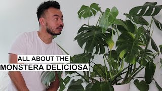 Monstera Deliciosa Care  Repotting  House Plants [upl. by Scully]