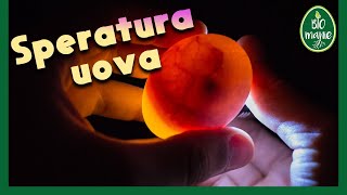 La SPERATURA delle UOVA di gallina [upl. by Anned]