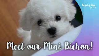 Meet our Mini Bichon  Brief Guide to quotTeacupquot Puppies [upl. by Tice]