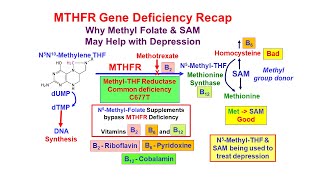 Methyl Folate Deficiency and Depression [upl. by Elenore367]