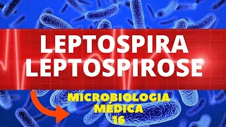 LEPTOSPIRA LEPTOSPIROSE  MICROBIOLOGIA MÉDICA  AULA 16 [upl. by Nednil]