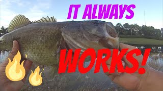 Fishing with Live shiners for Bass  The best Trick you need to know [upl. by Eatnohs]