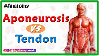 Difference between Aponeurosis and Tendon [upl. by Llimaj955]