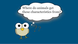 Animal Characteristics  Parents amp Offspring [upl. by Savvas401]