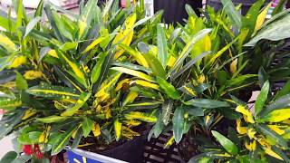 5 tips to take care of a Croton Plant  Donna Joshi [upl. by Singer282]