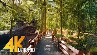 4K Virtual Hike through Canadian Forest with Nature Sounds  Incredible Nature of British Columbia [upl. by Philipines]