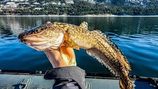 Columbia River Winter BURBOT Fishing Catch Clean Cook [upl. by Hodges226]