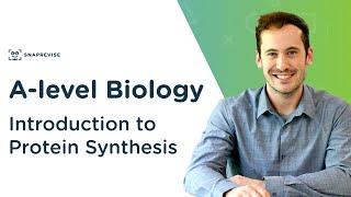 Introduction to Protein Synthesis  Alevel Biology  OCR AQA Edexcel [upl. by Jat]