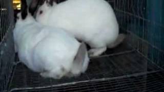 Successful Rabbit Breeding [upl. by Bordy460]