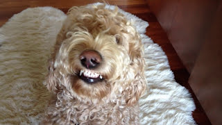 Cutest Dog Smile Ever [upl. by Jeffery]