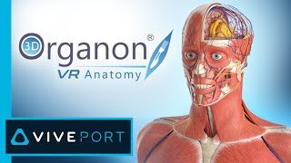 3D Organon VR Anatomy  Medis Media [upl. by Rahsab]