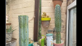 Propagating Echinopsis pachanoi  Trichocereus Pachanoi [upl. by Ahselet]