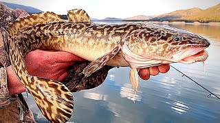 Burbot Catch amp Cook Van Life Fishing [upl. by Orth198]