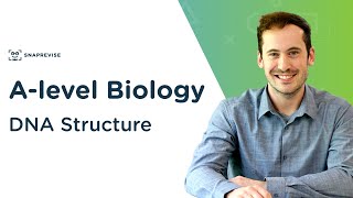 DNA Structure  Alevel Biology  OCR AQA Edexcel [upl. by Gustaf]