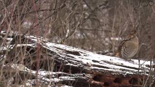 Ruffed Grouse Habitat Highlandville Iowa [upl. by Yerbua]