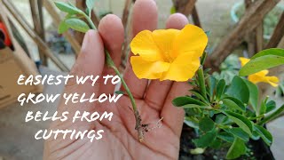 How To Grow Yellow BellsTecoma Plants From Cuttings [upl. by Maher901]