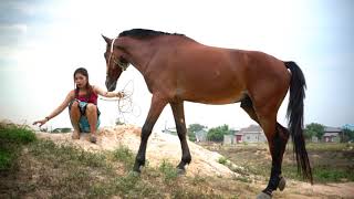 Horse Care  Basic Horse training by Village Smart girl [upl. by Larcher]