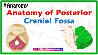 Anatomy of Posterior cranial Fossa [upl. by Nodnal409]